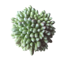 Amarillis Műpozsgás - kövirózsa - hamvas dekorációs kellék