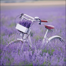  AMB.13317485 Bike In Lavender Field papírszalvéta 33x33cm, 20db-os asztalterítő és szalvéta