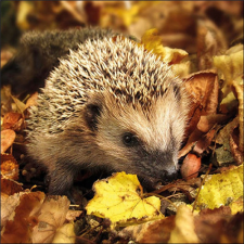  AMB.13317720 Hedgehog in the wild papírszalvéta 33x33cm, 20db-os papírárú, csomagoló és tárolóeszköz