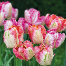  AMB.13317755 Parrot Tulips papírszalvéta 33x33cm, 20db-os asztalterítő és szalvéta