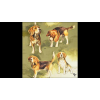  AMB.13317765 Beagles papírszalvéta 33x33cm, 20db-os