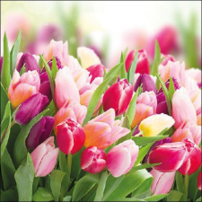 AMBIENTE Glorious Tulips papírszalvéta 33x33cm,20db-os konyhai eszköz