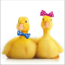 AMBIENTE Little Ducks papírszalvéta 33x33cm, 20db-os konyhai eszköz