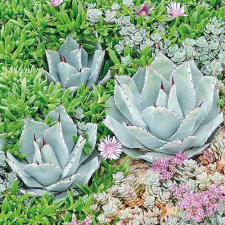 AMBIENTE Succulent papírszalvéta 33x33cm,20db-os konyhai eszköz