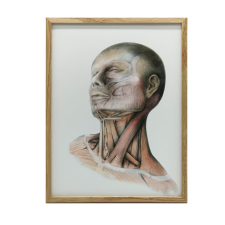 ANATÓMIAI FALI PLAKÁT NYAKIZMOK FEKETE KERETBEN 40x50 CM grafika, keretezett kép