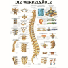 Anatómiai Plakát (50x70 cm): A Gerinc (Die Wirbelsäule)(német-latin)*