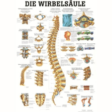  Anatómiai Plakát (50x70 cm): A Gerinc (Die Wirbelsäule)(német-latin)* ajándékkönyv