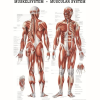 Anatómiai Plakát (50x70 cm): Az Emberi Izomzat (Anatomische Poster Das Muskelsystem des Menschen)(német-latin)*