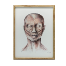 ANATÓMIAI PLAKÁT ARCIZMOK KERET NÉLKÜL 50x70 CM grafika, keretezett kép