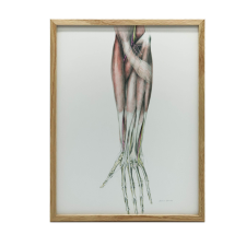ANATÓMIAI PLAKÁT FALRA FA KERETES ELŐKOR 70x100 CM grafika, keretezett kép