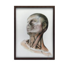 ANATÓMIKUS POSZTER NYAKIZMOK FALRA KERET NÉLKÜL 50x70 CM grafika, keretezett kép