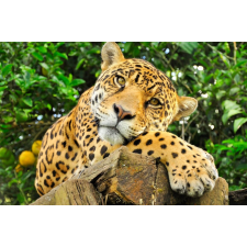  Animal37 Jaguar matrica tapéta, 250 x 150 cm tapéta, díszléc és más dekoráció