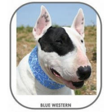 Aqua Coolkeeper Cooling collar - hűtőnyakörv (kék) kutyák részére (3XL) 60-70cm/9cm kutyaruha