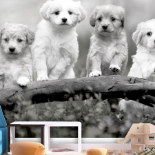 Artgeist Fotótapéta - Four Puppies 300x210 grafika, keretezett kép