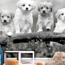 Artgeist Fotótapéta - Four Puppies 400x280 grafika, keretezett kép