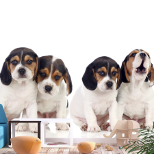Artgeist Fotótapéta - Sad Puppies 400x280 grafika, keretezett kép