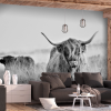 Artgeist Öntapadó fotótapéta - Highland Cattle 392x280
