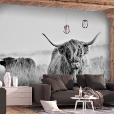 Artgeist Öntapadó fotótapéta - Highland Cattle 392x280 grafika, keretezett kép