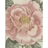 Artisan Publishers John Derian Picture Book II | DERIAN JOHN