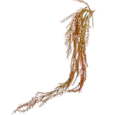  Aszparágus ág 80cm dekorációs kellék