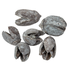  Bakuli szárított havas szürke 20dkg/csom dekorációs kellék