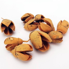  Bakuli termés mandarin 1,5-3cm 10db/csomag dekorációs kellék