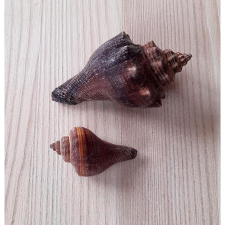  Barna csiga, 2db/cs, mérete: 45-70 mm dekorációs kellék