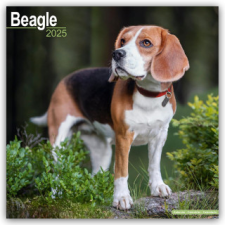 Beagle 2025 - 16-Monatskalender naptár, kalendárium