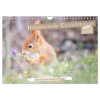  Bezaubernde Eichhörnchen (Wandkalender 2026 DIN A4 quer), CALVENDO Monatskalender