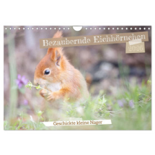  Bezaubernde Eichhörnchen (Wandkalender 2026 DIN A4 quer), CALVENDO Monatskalender naptár, kalendárium