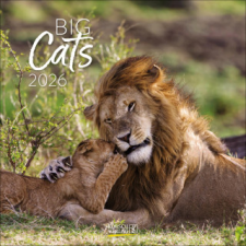 Big Cats 2026 naptár, kalendárium