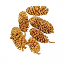  Birch pine szárított arany 15dkg/csom dekorációs kellék