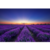  Blueback MAT Fotótapéta, 250 x 200 cm, Végtelen levendulamező, napkelte