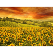  Blueback MAT Fotótapéta, Naplemente a napraforgók felett, 250 x 200 cm tapéta, díszléc és más dekoráció