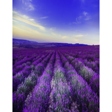  Blueback Mat Levendula 1 Tapéta, 200 x 255 cm tapéta, díszléc és más dekoráció