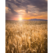  Blueback MAT Natura36 tapéta, 200 x 255 cm tapéta, díszléc és más dekoráció