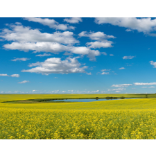  Blueback Mat Natura 35 tapéta, 250 x 200 cm tapéta, díszléc és más dekoráció