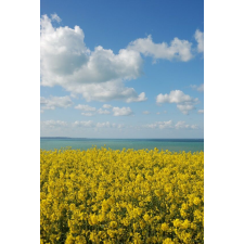  Blueback Mat Natura 37 tapéta, 200 x 255 cm tapéta, díszléc és más dekoráció