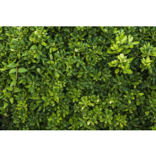  Blueback MAT, Tapéta Forest36, 300 x 250 cm tapéta, díszléc és más dekoráció