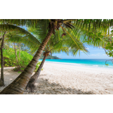  Blueback MAT tapéta, pálmafák árnyékában, 250 x 200 cm tapéta, díszléc és más dekoráció