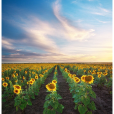  Blueback MAT tapéta, természet 66 modell, 200 x 255 cm tapéta, díszléc és más dekoráció