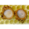 Bodó Méhészet Bodó Méhészet Méhpempő - 100gramm