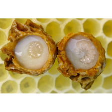 Bodó Méhészet Bodó Méhészet Méhpempő - 100gramm vitamin és táplálékkiegészítő