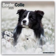 Border Collie 2025 - 16-Monatskalender naptár, kalendárium