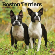  Boston Terriers 2024 Square naptár, kalendárium