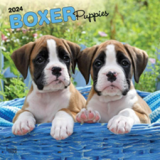  Boxer Puppies 2024 Square naptár, kalendárium