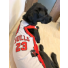  Bulls szurkolói kutyamez XL