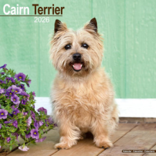  Cairn Terrier Calendar 2026  Square Dog Breed Wall Calendar - 16 Month naptár, kalendárium