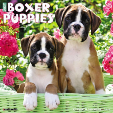  CAL 24 BOXER PUPPIES – WALL naptár, kalendárium