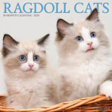  CAL 24 RAGDOLL CATS – WALL naptár, kalendárium